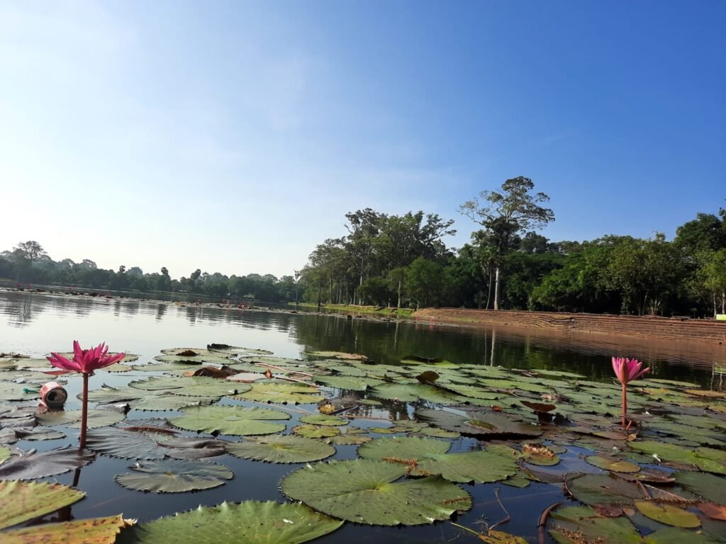 Flor de Lótus que fotografei no Camboja/2019